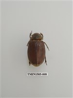 藏品(金龜子科(十一))的圖片